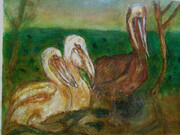 Oiled Pelicans